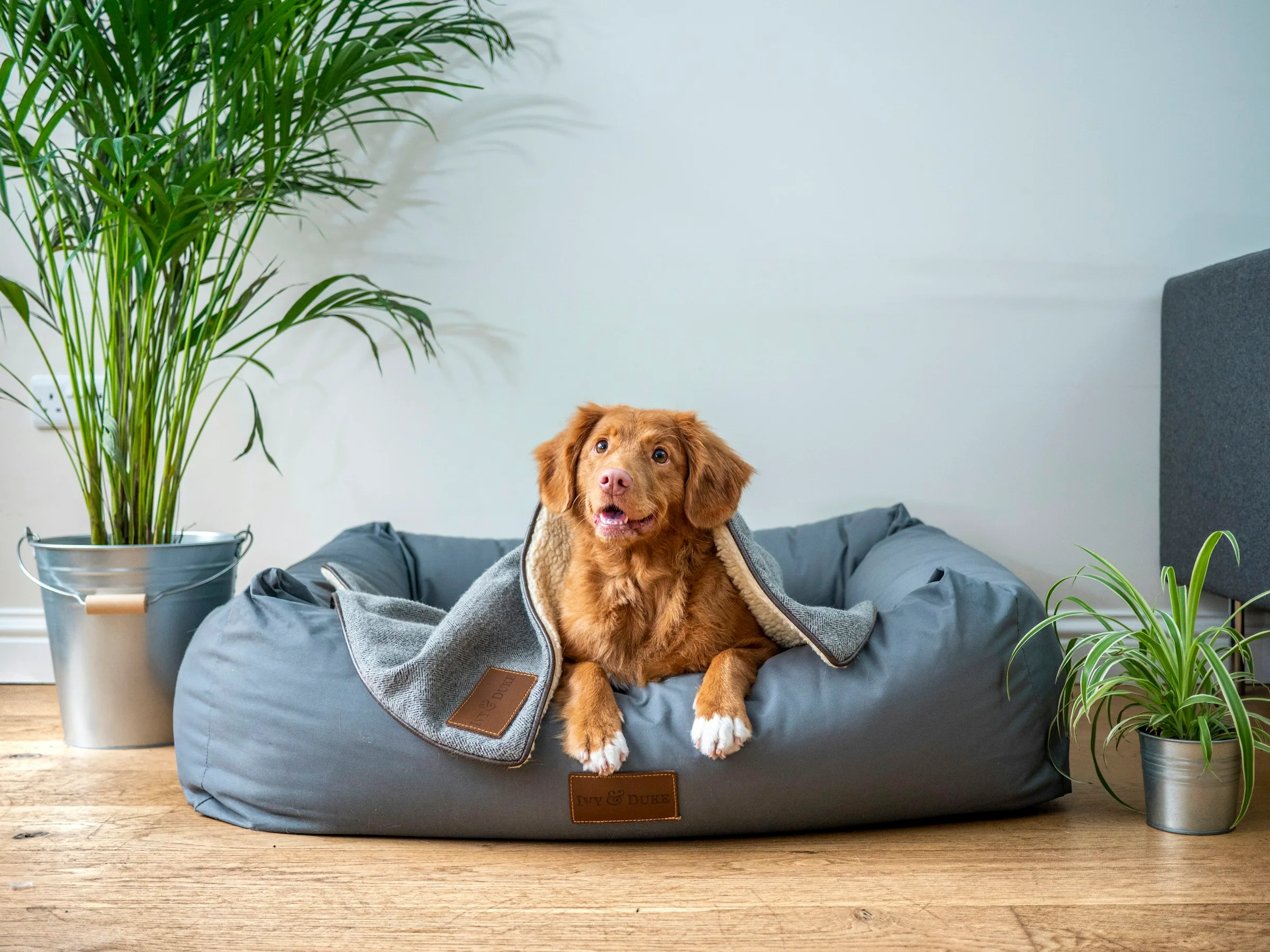 Un chien dans son panier