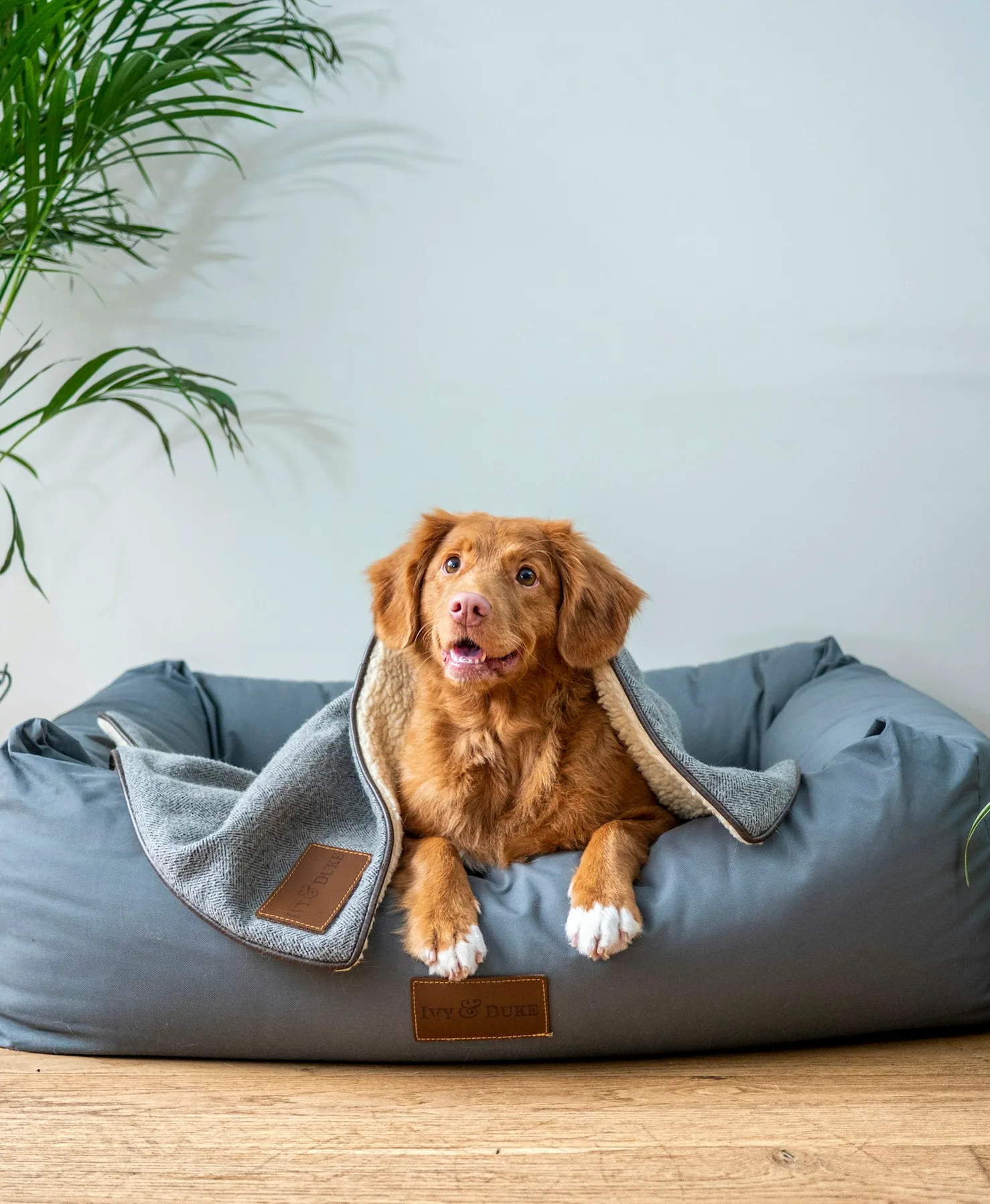 Chien couché dans un panier gris