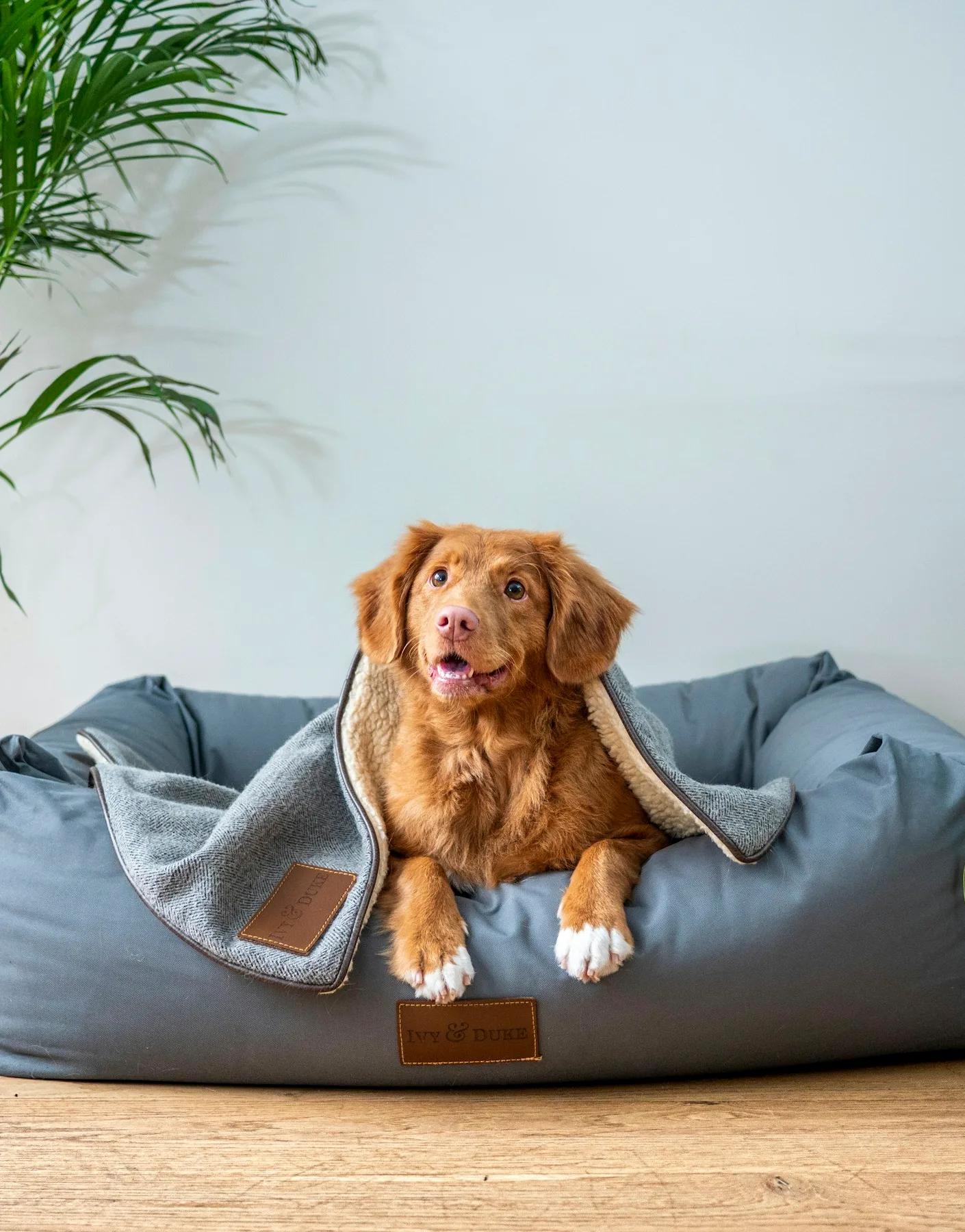 Un chien couché dans son panier douillet