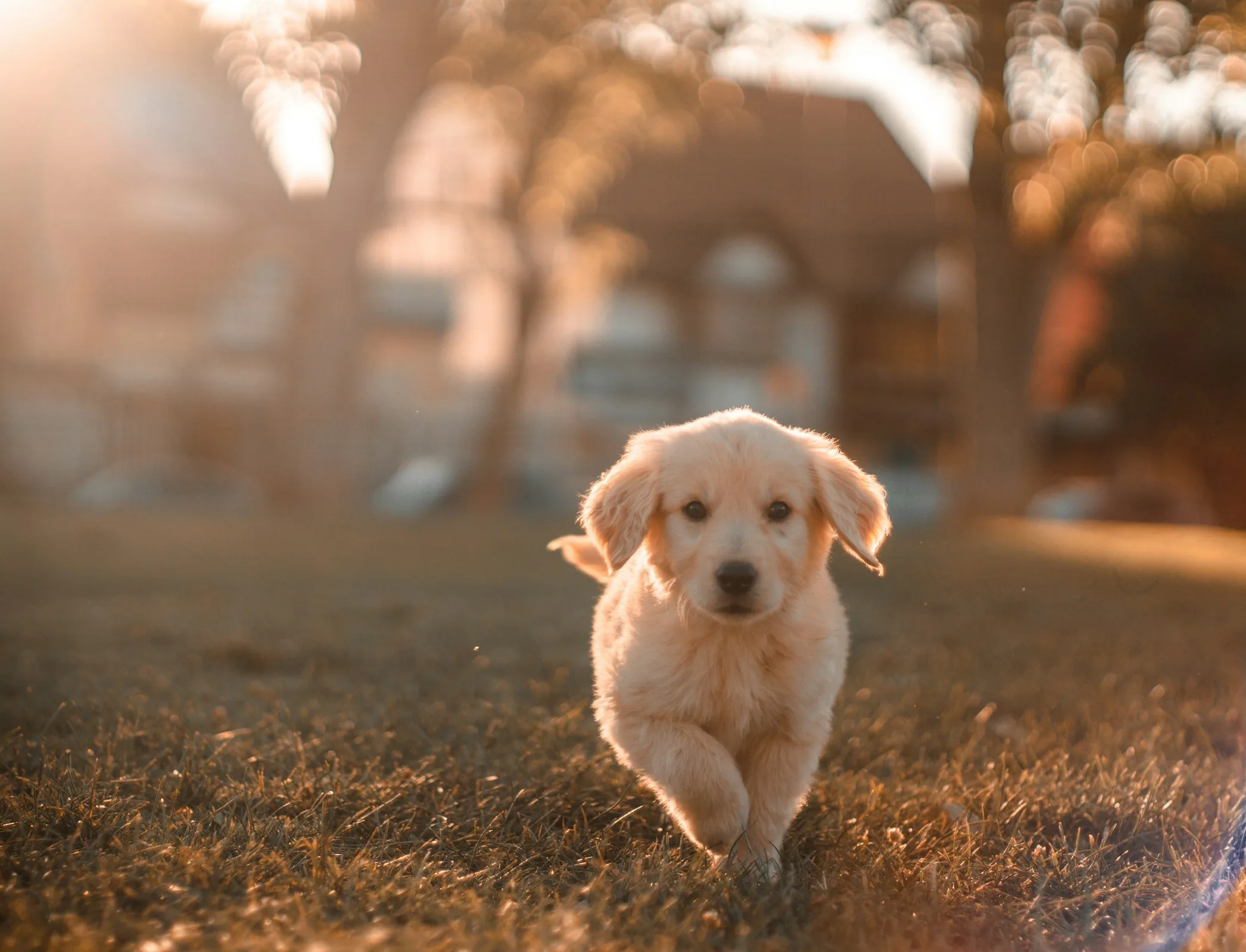 Chiot golden retriever qui court