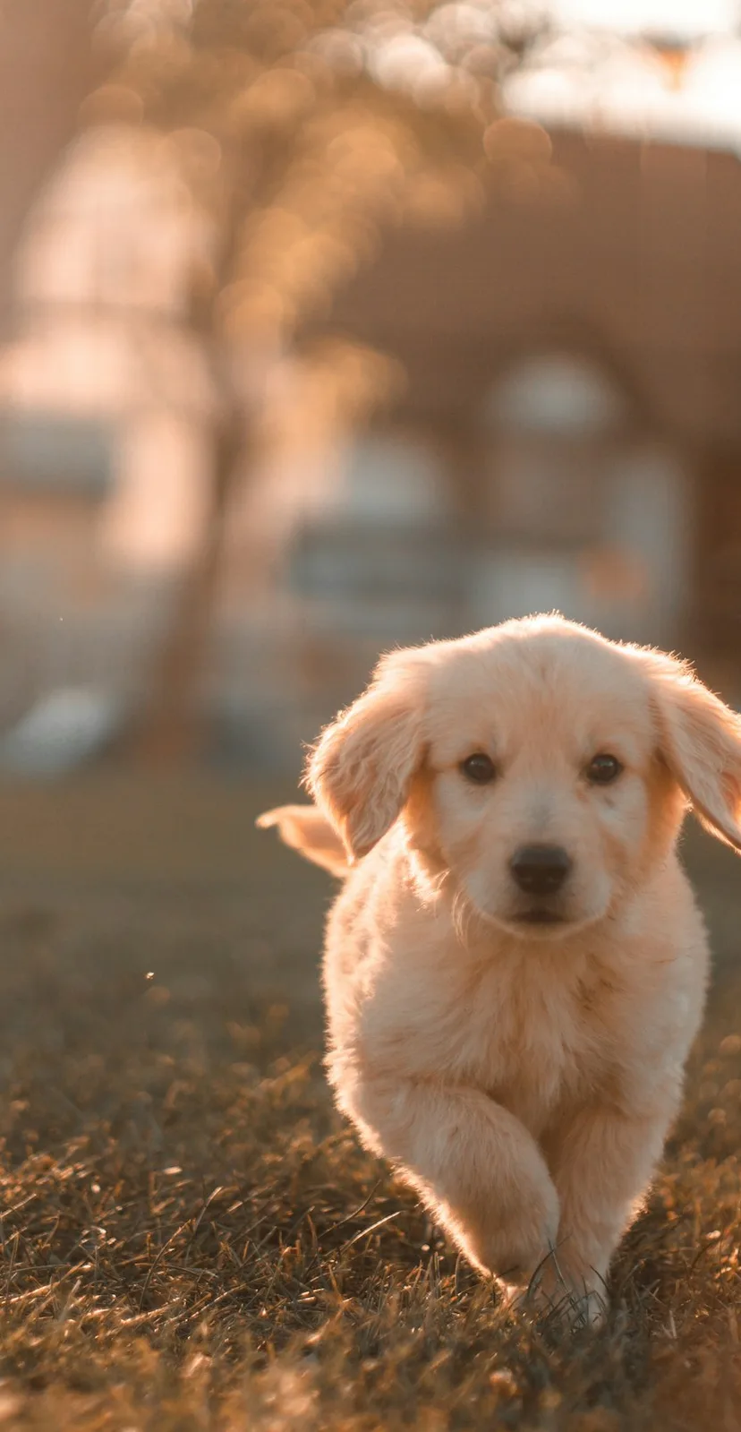 Chiot golden retriever sur un chemin sous les arbres