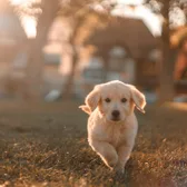 Chiot golden retriever qui court sur un chemin arboré