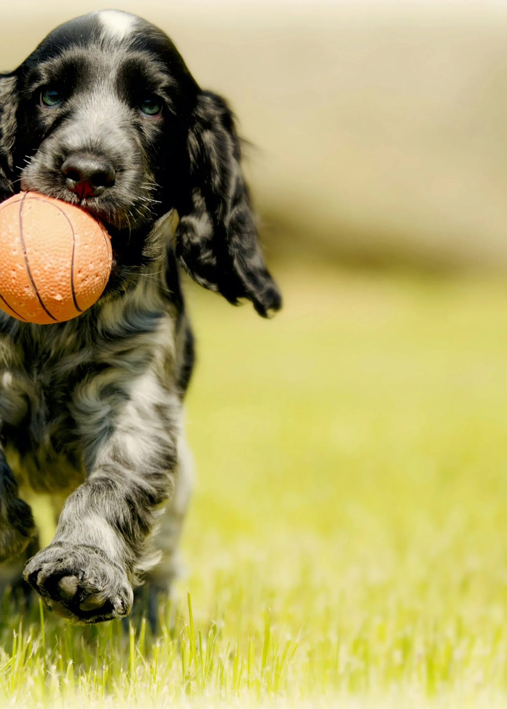 Un cocker court dans l'herbe avec une balle dans la gueule