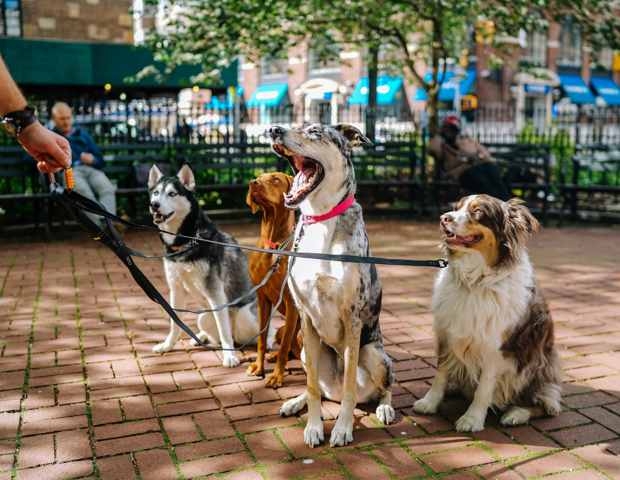 Promenade en laisse avec plusieurs chiens