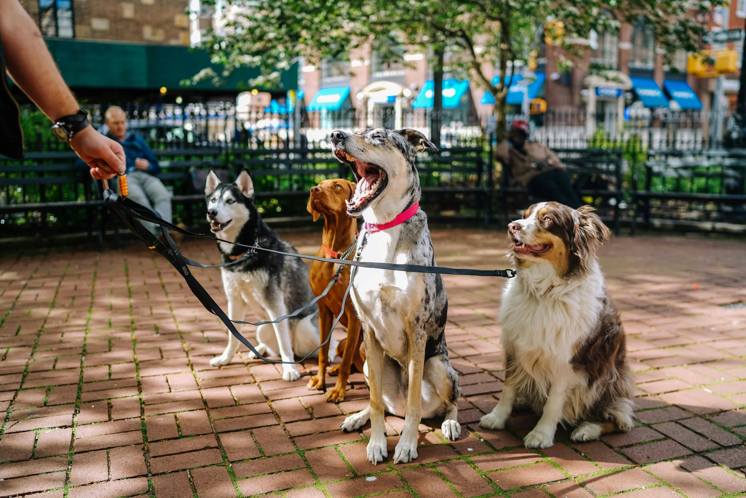Promenade en laisse avec plusieurs chiens