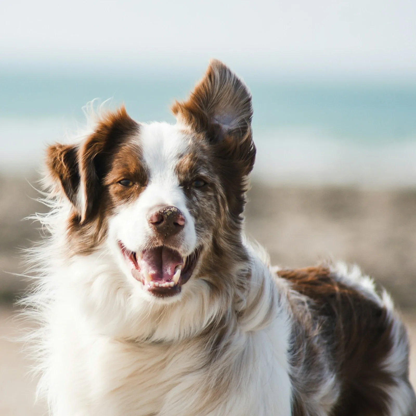 Nala, berger australien