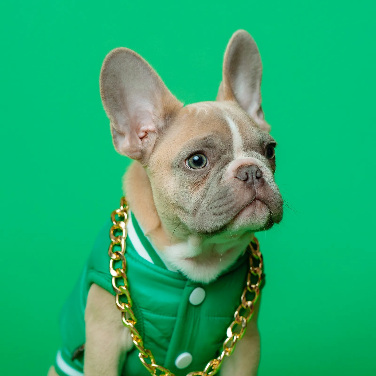 Filou, bouledogue français