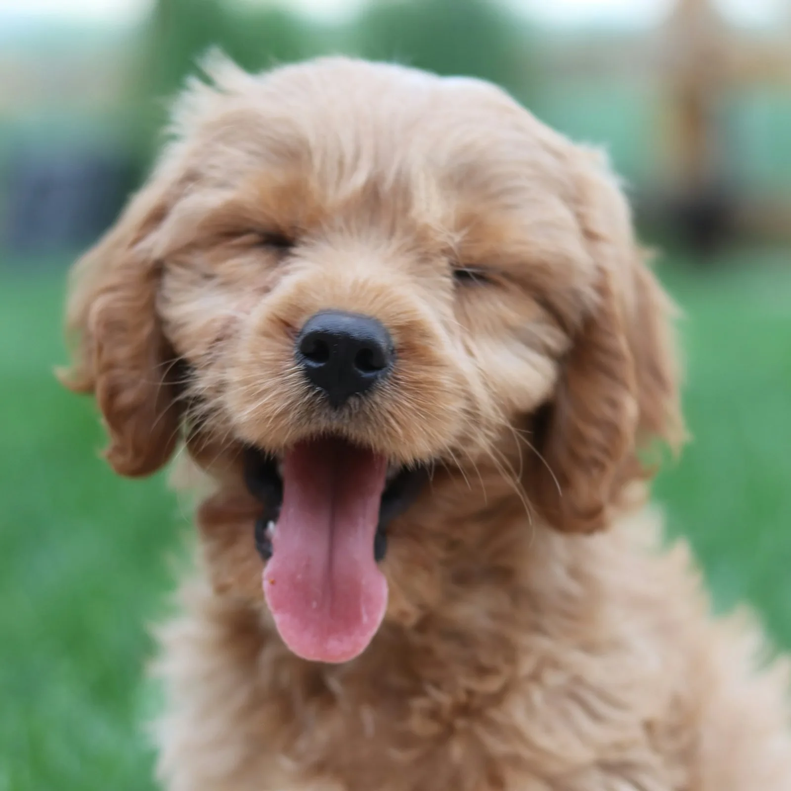 Oscar, cockapoo