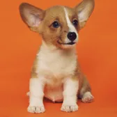 Un welsh corgi souriant