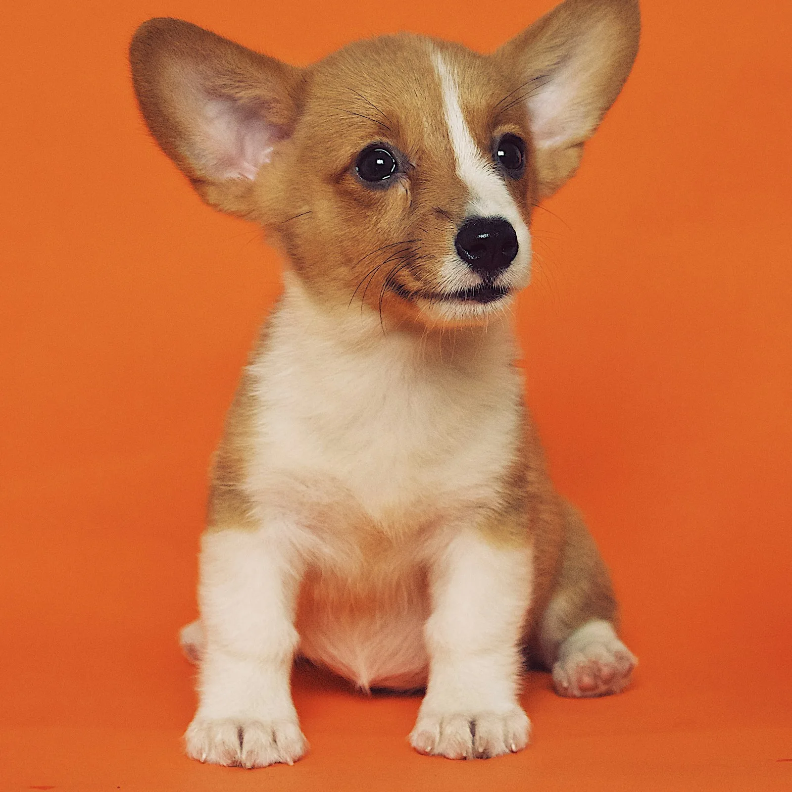 Biscotte, welsh corgi