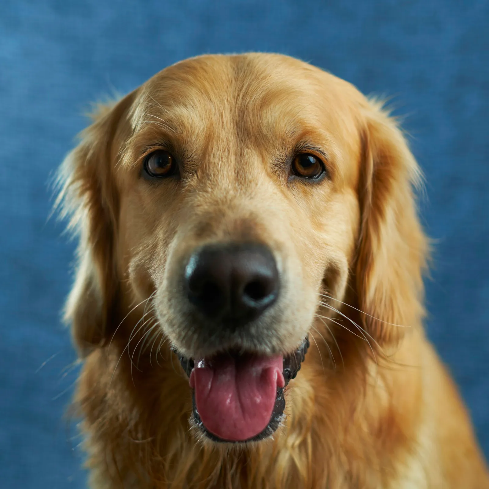 Caramel, golden retriever