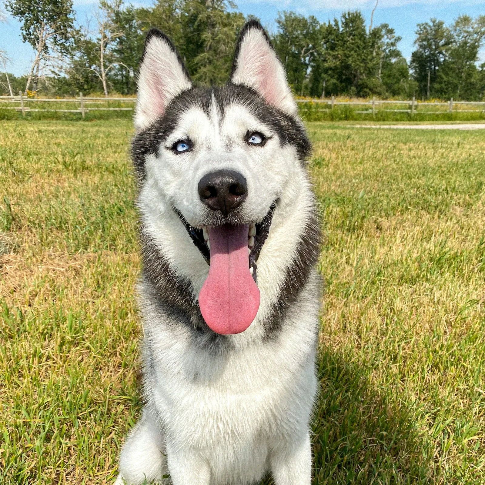 Loki, husky sibérien