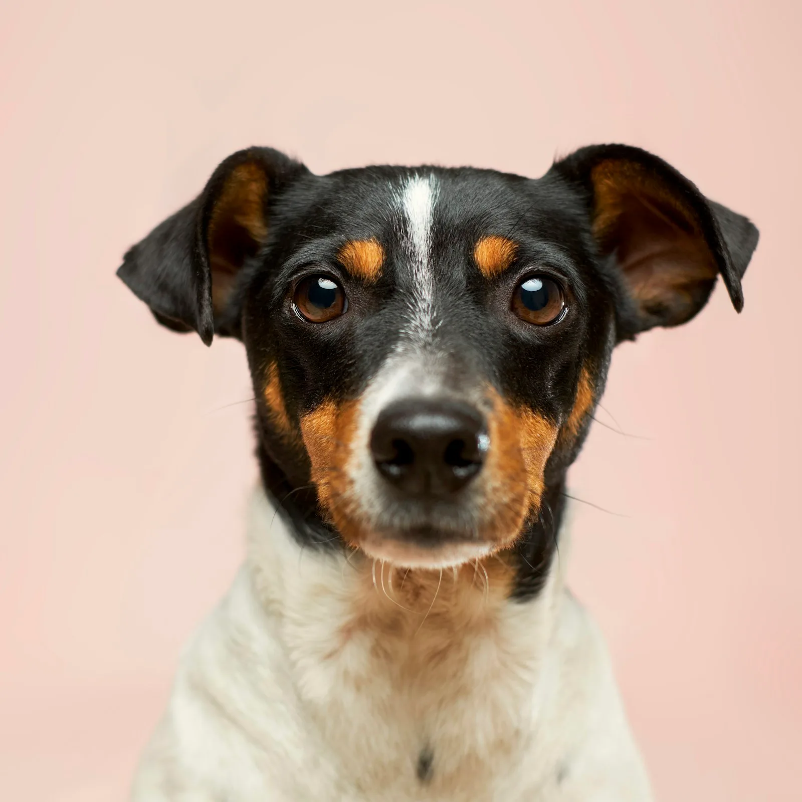 Pixel, jack russell